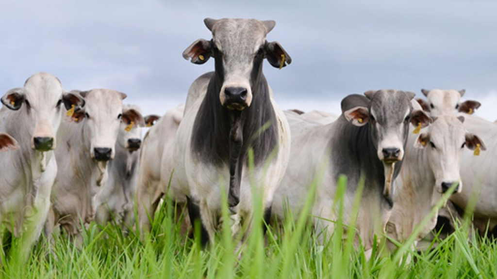 TW Aspas | Seu canal de prosa coerente e Inteligente Exportação de carne bovina