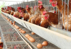 As exportações de ovos brasileiros refletem o potencial do país como um importante player no mercado global de alimentos. Com uma demanda crescente e estratégias de exportação eficazes, o Brasil continua a expandir sua presença e contribuir para a segurança alimentar mundial.