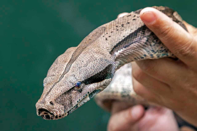Serpentes como pets: Companheiros Exóticos ou Perigos Ocultos?