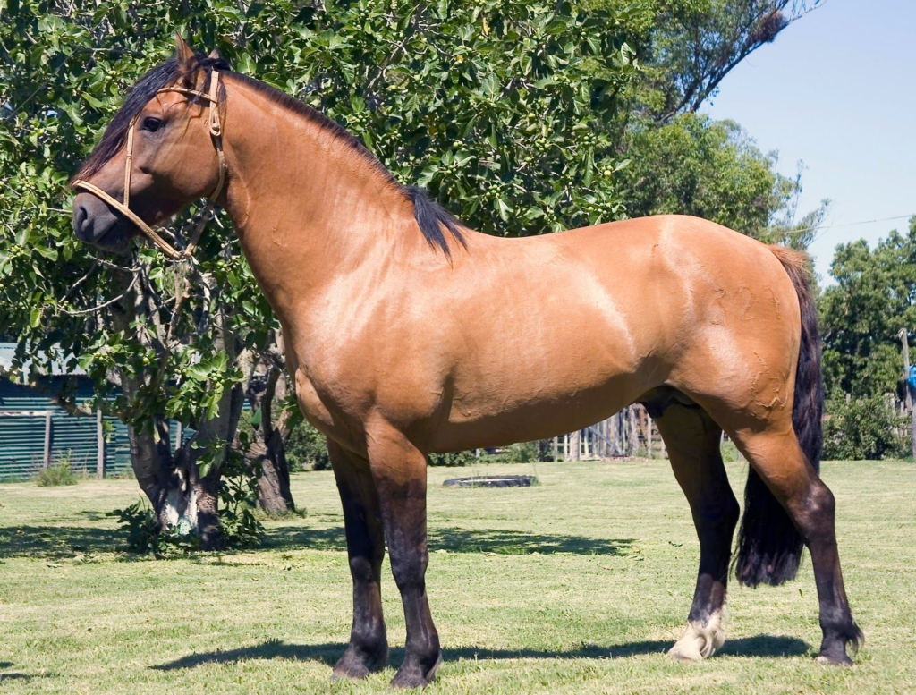 TW Aspas | Seu canal de prosa coerente e Inteligente Explore a importância dos cavalos na agricultura: as três melhores raças brasileiras e a atualização crucial do estudo do agronegócio equino.