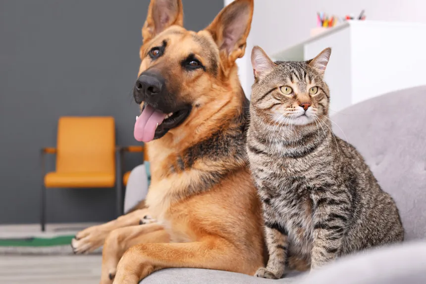 TW Aspas | Seu canal de prosa coerente e Inteligente O mercado pet no Brasil continua a crescer de forma expressiva. Descubra as projeções financeiras e as tendências que moldam o futuro do setor. Leia mais para entender as oportunidades do mercado pet.