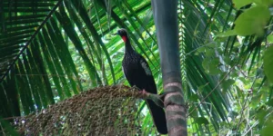 A conservação da palmeira juçara impulsiona a renda de agricultores e fortalece a biodiversidade. Descubra como essa iniciativa sustentável beneficia o meio ambiente e a economia rural.