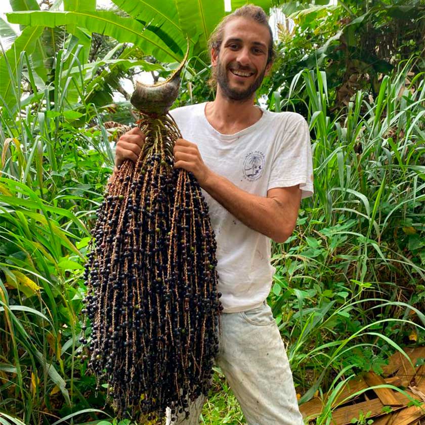 A conservação da palmeira juçara impulsiona a renda de agricultores e fortalece a biodiversidade. Descubra como essa iniciativa sustentável beneficia o meio ambiente e a economia rural.