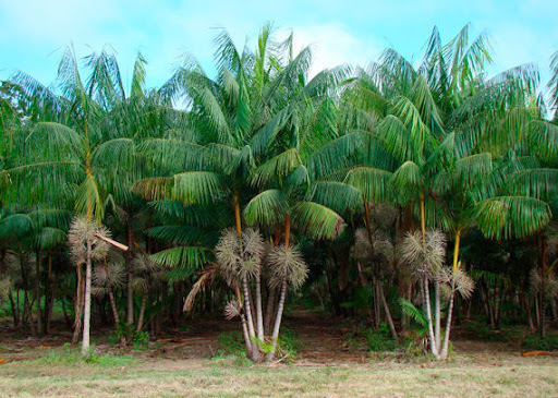A palmeira juçara (Euterpe edulis) é uma espécie nativa da Mata Atlântica e fundamental para a manutenção do ecossistema. Historicamente explorada pelo seu palmito, a extração predatória levou a planta à lista de espécies ameaçadas de extinção, conforme o Instituto Brasileiro do Meio Ambiente e dos Recursos Naturais Renováveis (IBAMA).