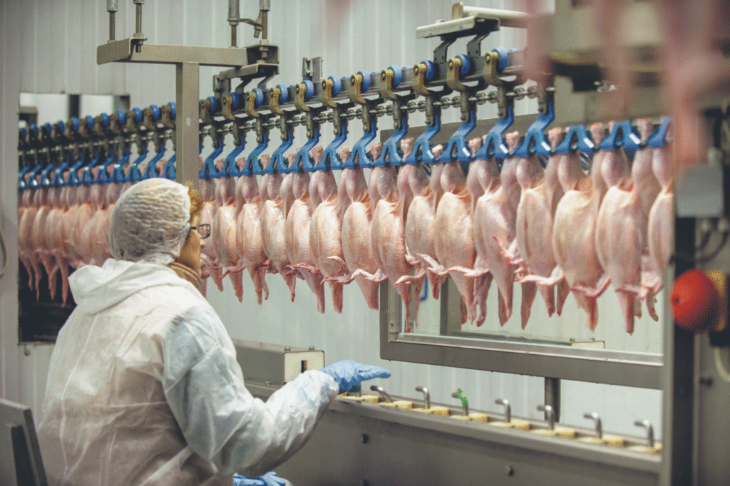 China Libera Frango Brasileiro: Impacto e Dados Pós-Gripe Aviária 2025